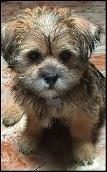 salonpanache eyebrowthreading