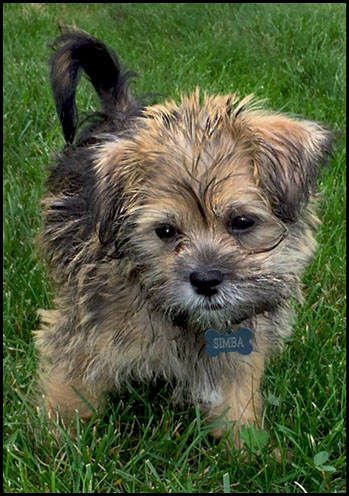 salonpanache eyebrowthreading